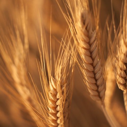 celevant fábrica pienso