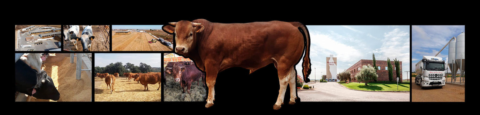 celevant carne de vacuno