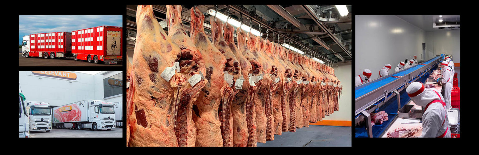 celevant carne de vacuno